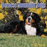 Bernese Mountain Dogs 2008 Calendar - Dog Breed 2008 Calendars
