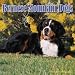 Bernese Mountain Dogs 2008 Calendar - Dog Breed 2008 Calendars