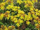 Eigenschaften Dachstauden  / Sedum florif. 