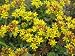 Sedum florif. 