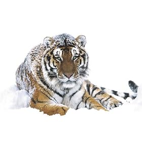 HUGE LAMINATED / ENCAPSULATED Siberian Tiger Snow Wildlife POSTER measures 36 x 24 inches (91.5 x 61cm