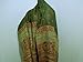Exotic Floral Pattern Luxurious Pashmina Chic Winter Warm Green Scarf Shawl Wrap #L01