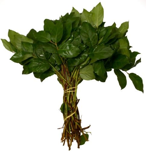 Fresh Cut Flowers - Salal Lemon Leaves - Bouquet Filler Greens - Wholesale Value Pack (20 Stems)