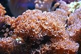 Produkt-Bild: Color Reef MEERSALZ 12,5 kg speziell f&uuml;r Riffaquarien