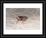 Framed Print of SPH-116 CAT FLEA - crawling in cat fur from Ardea