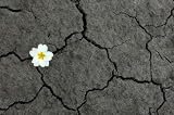 Hope - 18