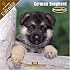 German Shepherd Puppies 2008 Wall Calendar
