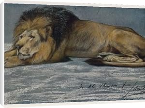 Reclining Lion Canvas Prints