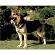 (16x20) German Shepherd (Dog) Photo Print Poster