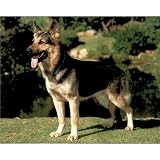 51N jN54s9L. SL160  German Shepherd Poster