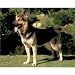 (16x20) German Shepherd (Dog) Photo Print Poster