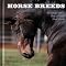 Horse Books I Love :-)
