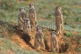 Wallmonkeys Peel and Stick Wall Decals - Meerkat Family - 36