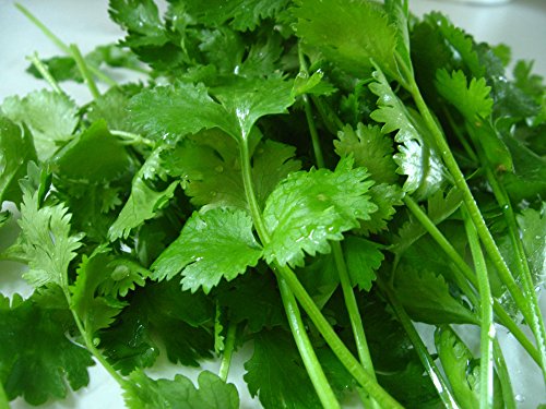 Certified Organic Cilantro Seeds (~225): Non-GMO, Certified Organic Heirloom Seed Packet Certified Organic Cilantro Seeds (~225): Non-GMO, Certified Organic Heirloom Seed Packet