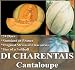 20 CHARENTAIS CANTALOUPE Melon seeds SIZE OF SOFTBALL ~HIGHLY aromatic & Sweet