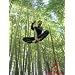 25 + GIANT MOSO BAMBOO SEEDS