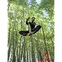 25 GIANT MOSO BAMBOO SEEDS