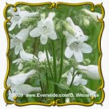 Foxglove Beardtongue (Penstemon digitalis) Jumbo Wildflower Seed Packet - 2000 Seeds