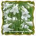 1 Oz Foxglove Beardtongue (Penstemon digitalis) Bulk Wildflower Seeds