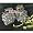 Schulrucksack ED HARDY Rucksack BRUCE - All Over Print NEU