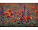Photographic Prints of Common POPPY and Eastern Larkspur (Consolida hispanica) from Ardea Wildlife Pets