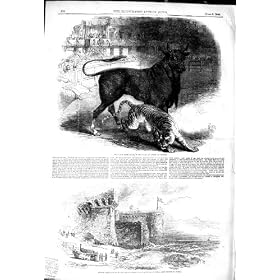 1849 BULL TIGER FIGHT TOROS MADRID SPAIN FRENCH PALO