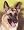 German Shepherd, German Shepherd Art Poster Print by Joan Balzarina, 16x20
