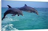 Canvas Prints of Bottlenosed Dolphin - two leaping from Ardea Wildlife Pets