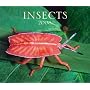 Insects 2008 (Calendar)