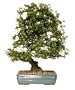 Brussel's Satsuki Azalea Specimen Bonsai