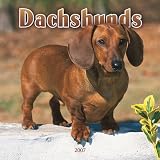 Dachshunds 2007 Calendar