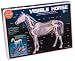 Visible Horse