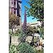 Giant Viper Plant 25 Seeds-Echium pininana-HUGE