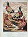 1874 Homing Pigeons Cock Newcastle Leeds Bexhill Birds