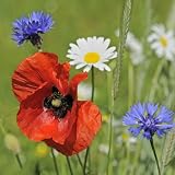 Wildblumenwiese 1kg