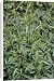 Canvas Prints of Bog sage (Salvia uliginosa) from Science Photo Library