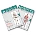 Muscle/Bone Combo (flash cards)