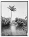 Historic Print (L): Florida--Miami River and Royal Palm
