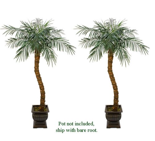 TWO 7′ Artificial Phoenix Coconut Palm Trees with BENDABLE Trunks