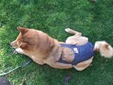 Joybies Patriotic Denim Piddle Pants(tm) for XX Large Female Dog (Measuring 22-24 from Collar to Base of Tail)