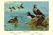 Harlequin Duck, Art Poster by Allan Brooks