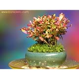 Indoor Beginner's Bonsai - Mini Cheerful Bonsai Bouquet for Home & Office Desk