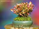 Indoor Beginner's Bonsai - Mini Cheerful Bonsai Bouquet for Home & Office Desk