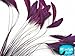 Moonlight Feather | 1 Dozen - Purple Stripped Rooster Coque Tail Feathers Craft Costume Supply