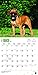 Boxer Puppies 2016 Calendar