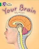 Your brain
