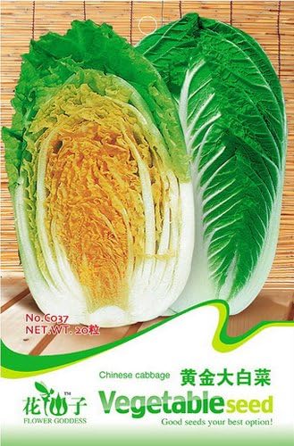 FLOWER GODDESS Golden Hart Cabbage 20 Seeds
