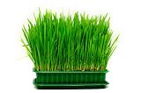 Cat Grass Seeds 15 grams