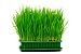 Cat Grass Seeds 15 grams