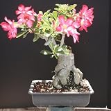 Large Desert Rose Bonsai Tree by Sheryls Shop